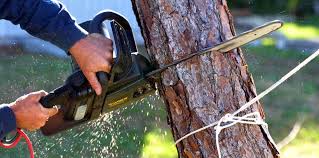 Best Weed Control  in Greenfield, CA