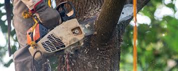 Leaf Removal in Greenfield, CA
