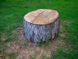How Our Tree Care Process Works  in  Greenfield, CA