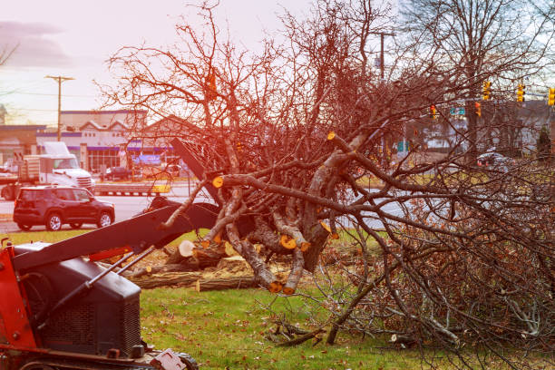 Best Tree Risk Assessment  in Greenfield, CA
