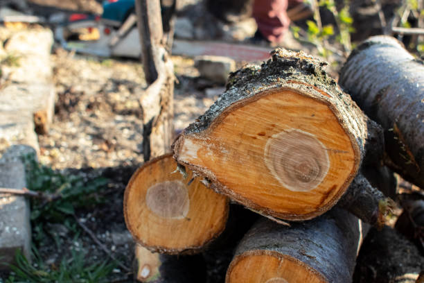 Best Tree and Shrub Care  in Greenfield, CA