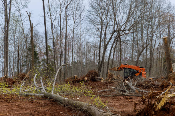 Best Tree Mulching  in Greenfield, CA