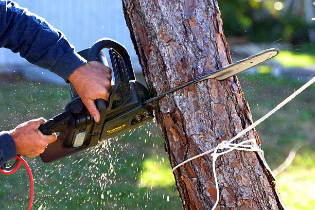 Best Hedge Trimming  in Greenfield, CA