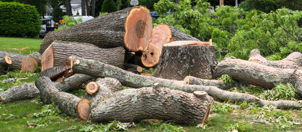 Best Storm Damage Tree Cleanup  in Greenfield, CA