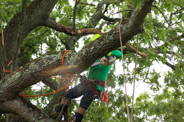  Greenfield, CA Tree Care Pros