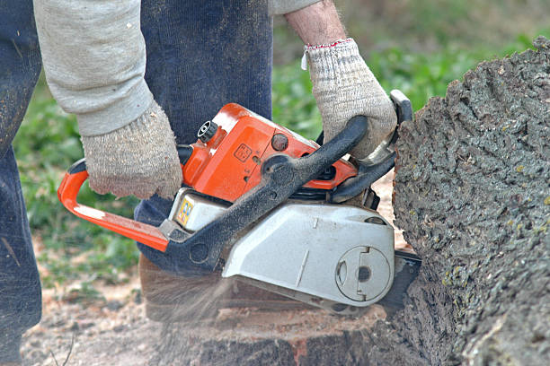 Best Tree Disease Treatment  in Greenfield, CA