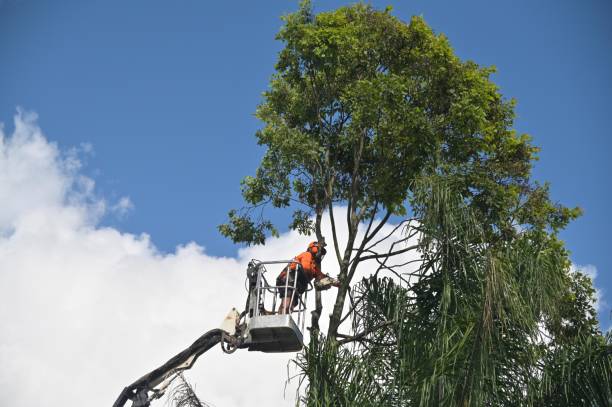 Greenfield, CA Tree Care Company