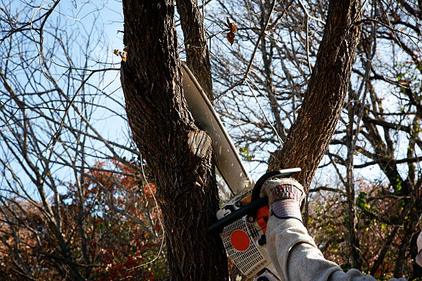 Best Leaf Removal  in Greenfield, CA
