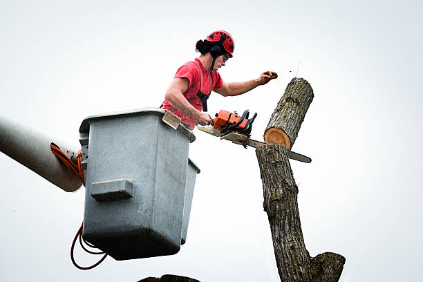 Best Hazardous Tree Removal  in Greenfield, CA