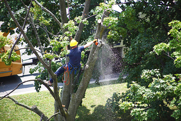 Best Lawn Watering Services  in Greenfield, CA